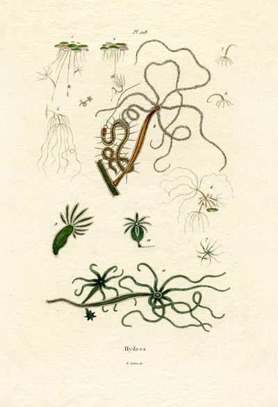 Süßwasserpolypen von French School